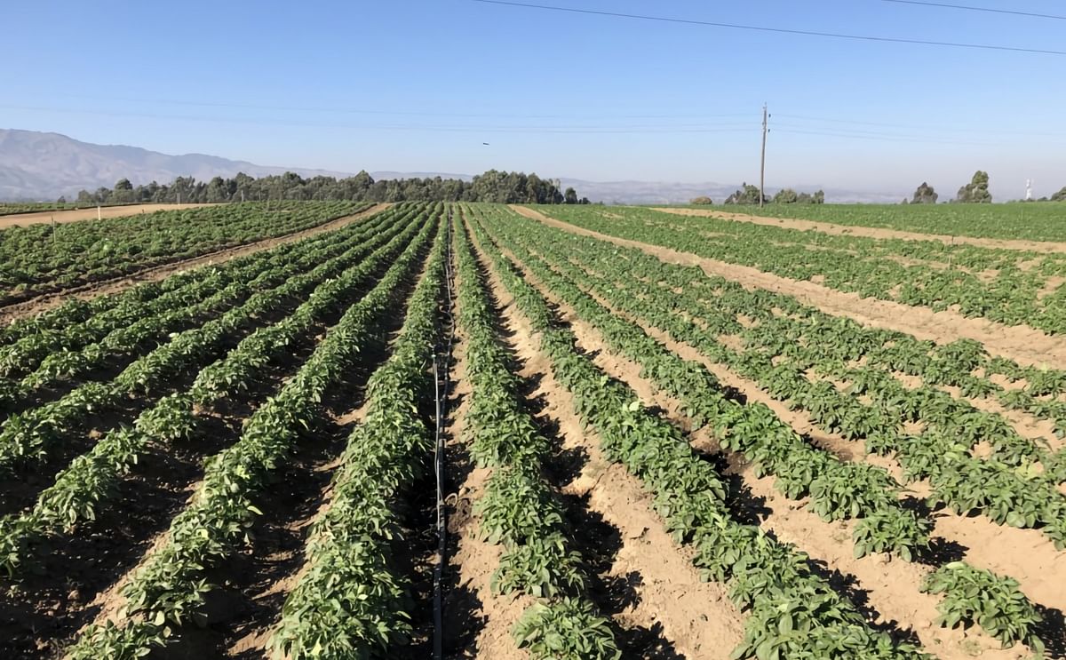 Potato Field in Tanzania where twelve new potato varieties imported from the Netherlands are tested (Courtesy: Europlant)