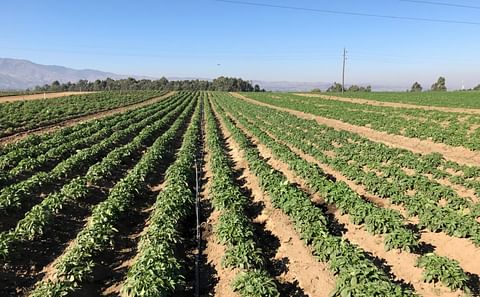 Potato Field in Tanzania where twelve new potato varieties imported from the Netherlands are tested (Courtesy: Europlant)