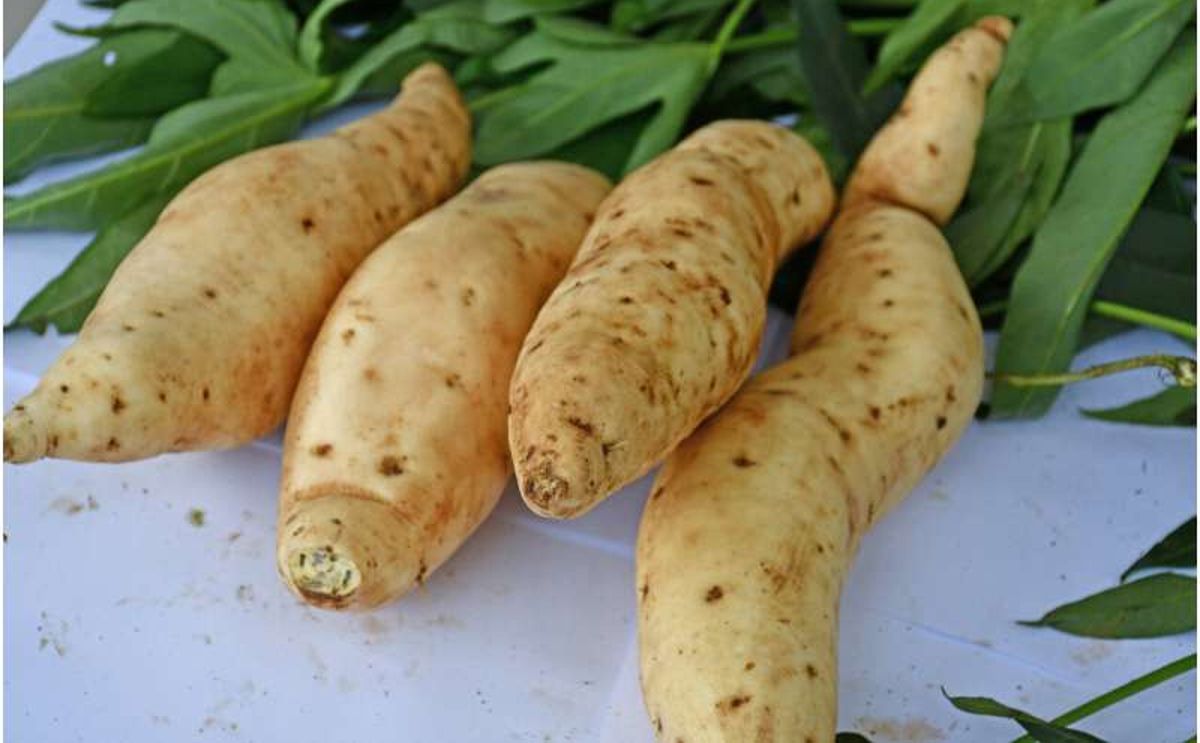Scientists decode the complex DNA of the ‘Tanzania’ sweetpotato, unlocking its genetic secrets to boost food security and resilience against climate change Scientists decode the complex DNA of the ‘Tanzania’ sweetpotato, unlocking its genetic secrets to boost food security and resilience against climate change
