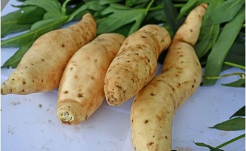 Tanzania sweet potato variety Tanzania sweet potato variety