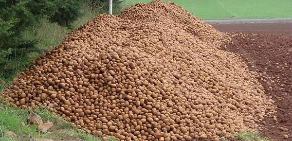 Simplot agreed to take surplus potatoes in Tasmania