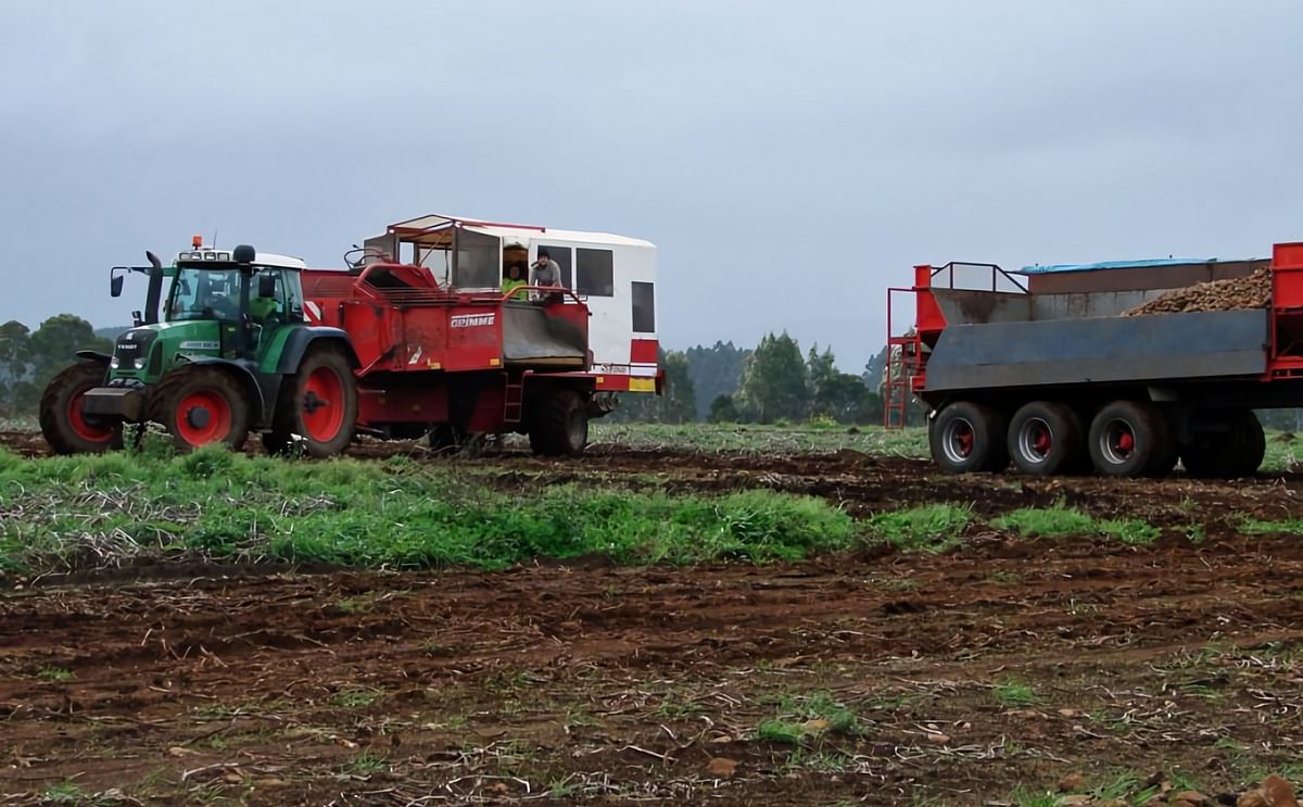 2016 Potato Harvest in Ringarooma (Tasmania) (Courtesy: ABC Rural)