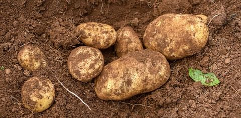 Tasmanian McCain potato growers gain price increase