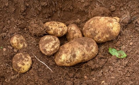 Potato growers for McCain Foods in Tasmania gain price increase. Potato growers for McCain Foods in Tasmania gain price increase.