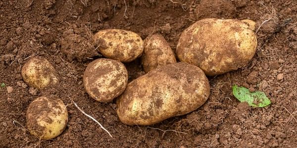 Tasmanian McCain potato growers gain price increase