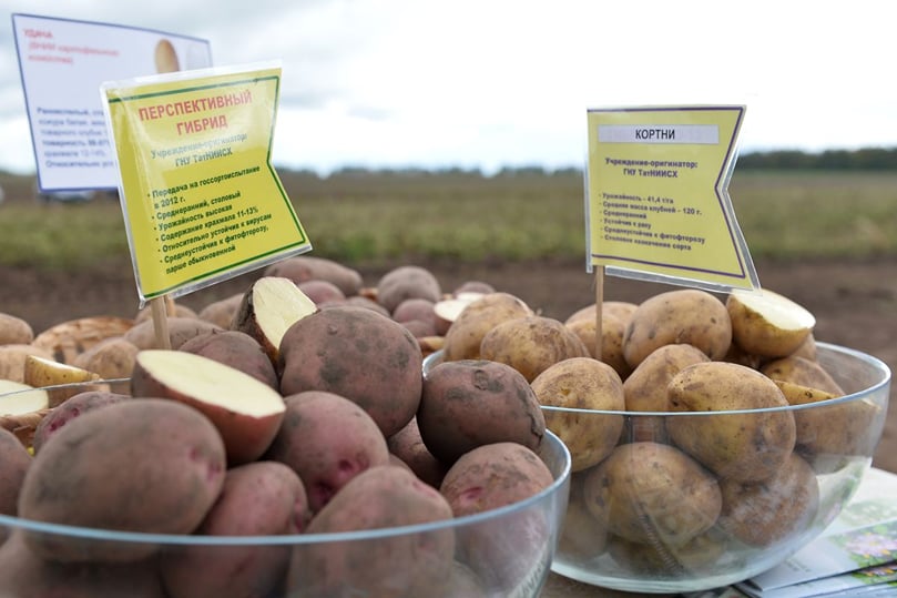 Potato varieties of Tatarstan on display (Courtesy: President of Republic of Tatarstan) Potato varieties of Tatarstan on display (Courtesy: President of Republic of Tatarstan)