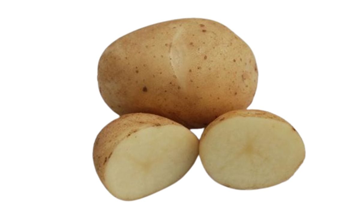 TEBINA TEBINA