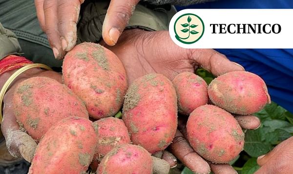 Red Candy - a new early maturing potato variety by Technico Agri Sciences Limited