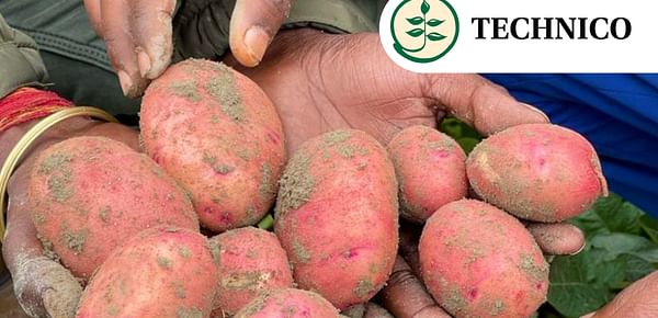 Red Candy - a new early maturing potato variety by Technico Agri Sciences Limited