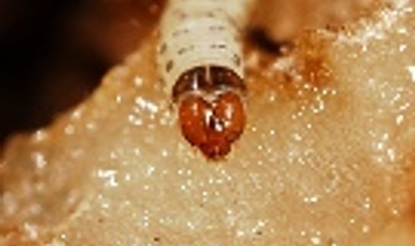Tecia Solanivora (Guatemalan potato moth larva) courtesy André Kessler