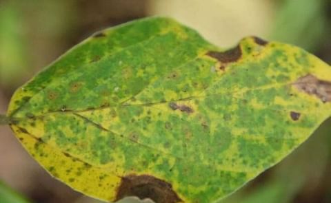 Desarrollo de un sistema de alerta temprana para el tizón temprano de la papa en Chile Desarrollo de un sistema de alerta temprana para el tizón temprano de la papa en Chile