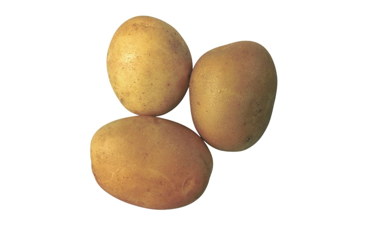 TERRANA TERRANA