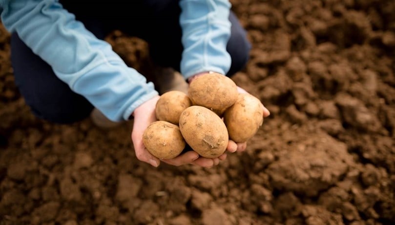 Investing in the future for Britain's potato growers Investing in the future for Britain's potato growers