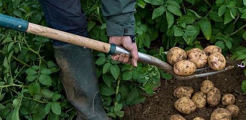 Tesco to sell unwashed potatoes in order to reduce foods waste