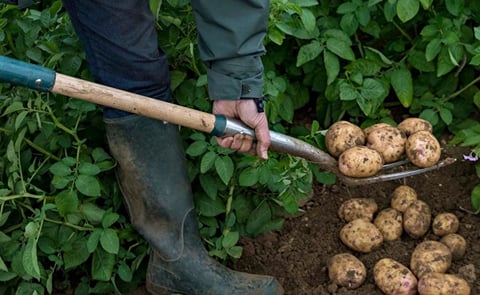 Tesco to sell unwashed potatoes in order to cut down on UK’s number one most wasted food Tesco to sell unwashed potatoes in order to cut down on UK’s number one most wasted food