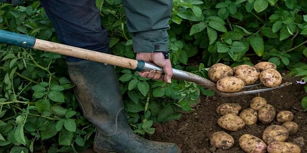 Tesco to sell unwashed potatoes in order to reduce foods waste