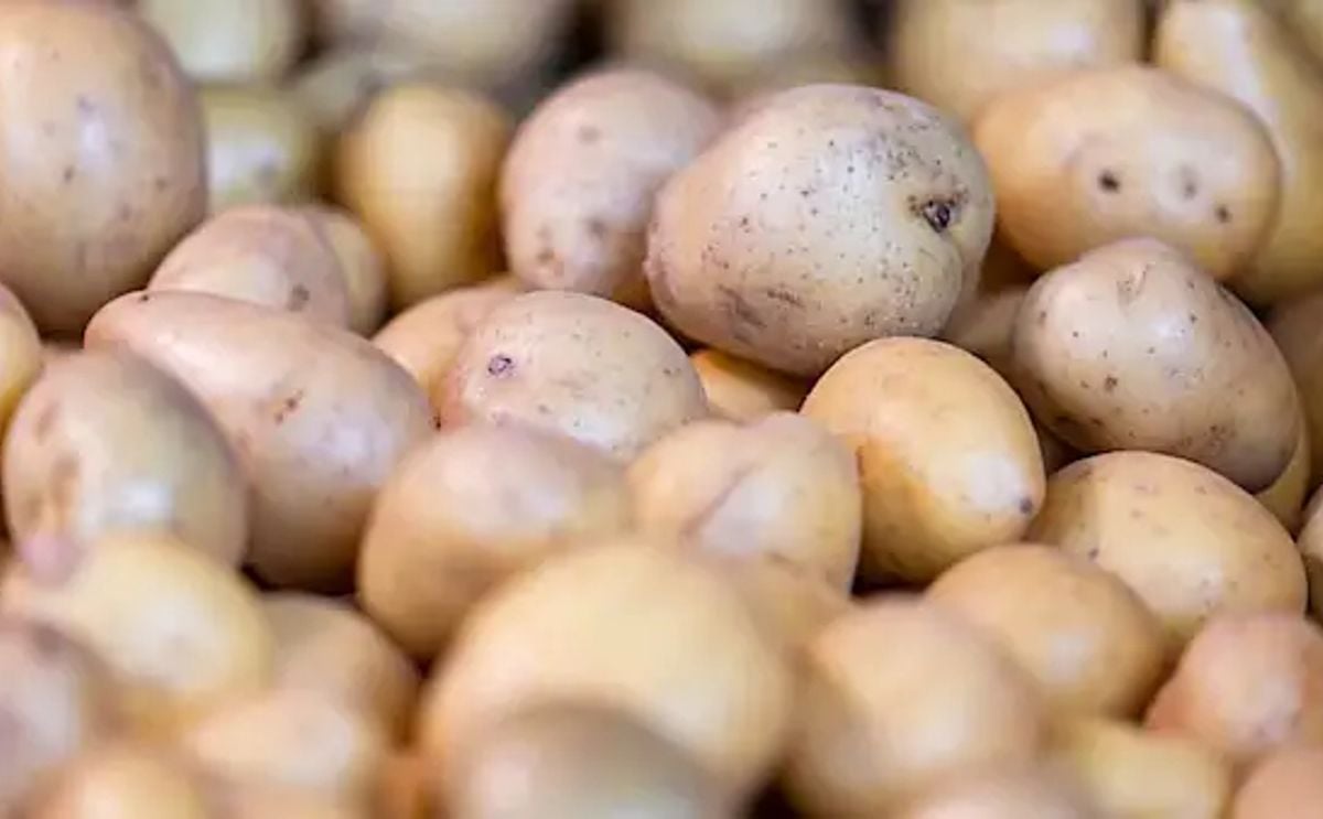 FAO: cifras actualizadas del cultivo de papa en el mundo FAO: cifras actualizadas del cultivo de papa en el mundo