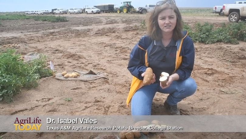 Dr. Isabel Vales, Texas A&M AgriLife Research potato breeder in College Station, tells about the breeding program’s goals and variety releases. She now leads the breeding program, long run by Dr. Creighton Miller.
Dr. Isabel Vales, Texas A&M AgriLife Research potato breeder in College Station, tells about the breeding program’s goals and variety releases. She now leads the breeding program, long run by Dr. Creighton Miller.