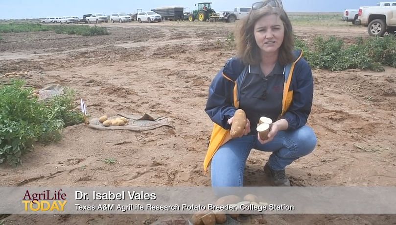 Dr. Isabel Vales, Texas A&M AgriLife Research potato breeder in College Station, tells about the breeding program’s goals and variety releases. She now leads the breeding program, long run by Dr. Creighton Miller.
