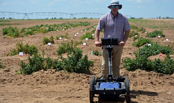 Early maturing potato cultivars identified successfully using ground-penetrating radar by Texas A&amp;M Agrilife