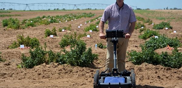Early maturing potato cultivars identified successfully using ground-penetrating radar by Texas A&amp;M Agrilife
