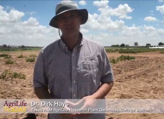 Dr. Dirk Hays, Texas A&M AgriLife Research plant geneticist utilizes ground-penetrating radar to select early maturing potato cultivars Dr. Dirk Hays, Texas A&M AgriLife Research plant geneticist utilizes ground-penetrating radar to select early maturing potato cultivars