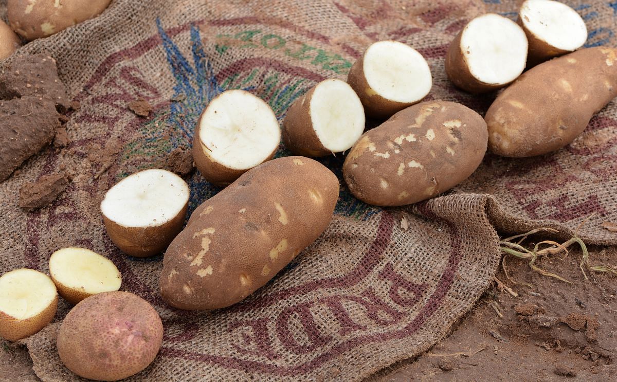 Russet stars of the Texas A&M potato breeding program, from left to right: an unnamed specialty variety with pink eyes; Vanguard, being released this year; Reveille, released in 2015; and the long-standing Norkotah.
(Courtesy: Texas A&M AgriLife / Kay Le