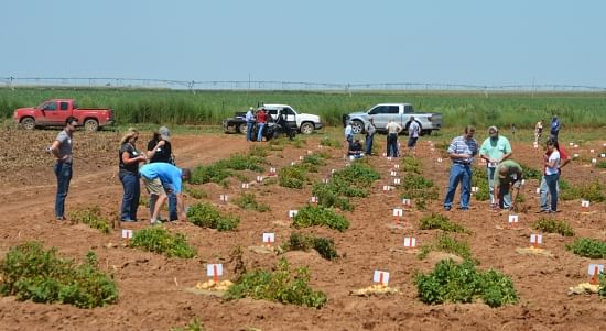 Attendees check out potato varieties grown by the Texas A&M Potato Breeding and Variety Development Program at the 2015 annual Potato Field Day near Springlake on the Barrett Farm. (Texas A&M AgriLife Communications photo by Kay Ledbetter)