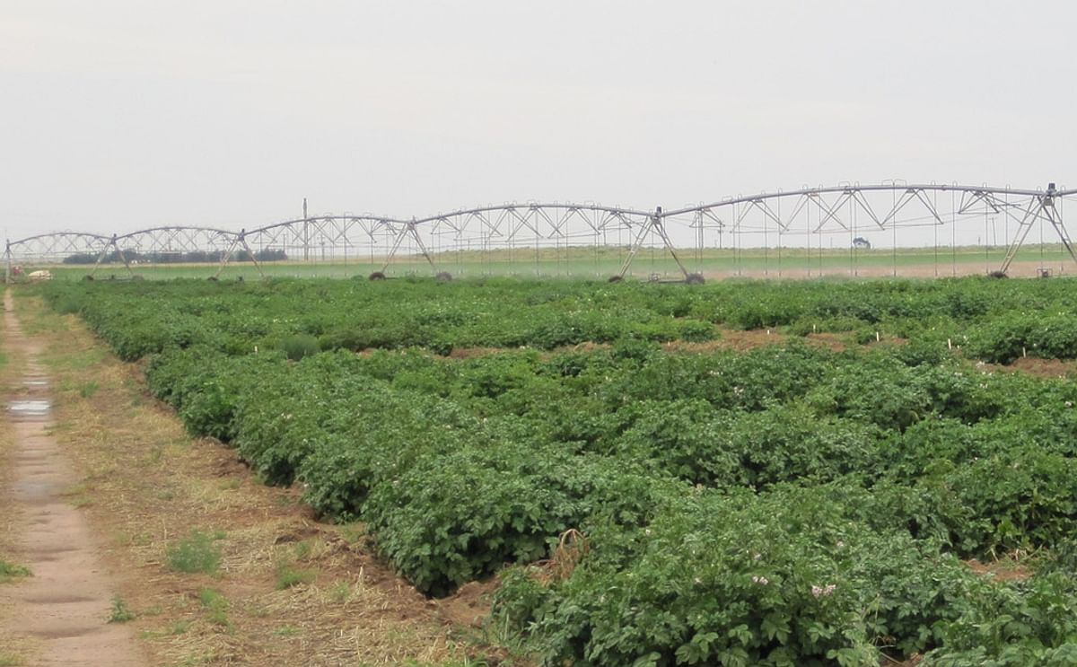 Texas A&M University AgriLife Potato Breeding and Variety Development Program plots