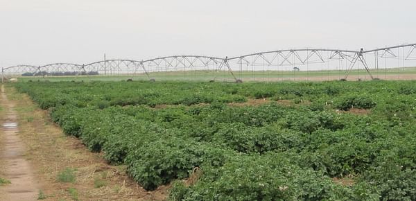 New potato variety to be featured at Texas A&amp;M Agrilife field day July 21 near Springlake