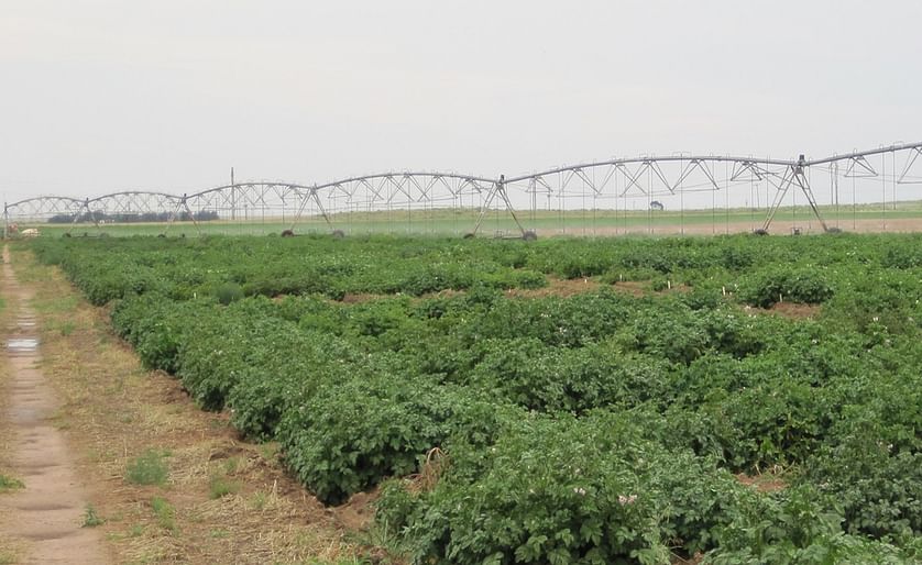 Texas A&M University AgriLife Potato Breeding and Variety Development Program plots