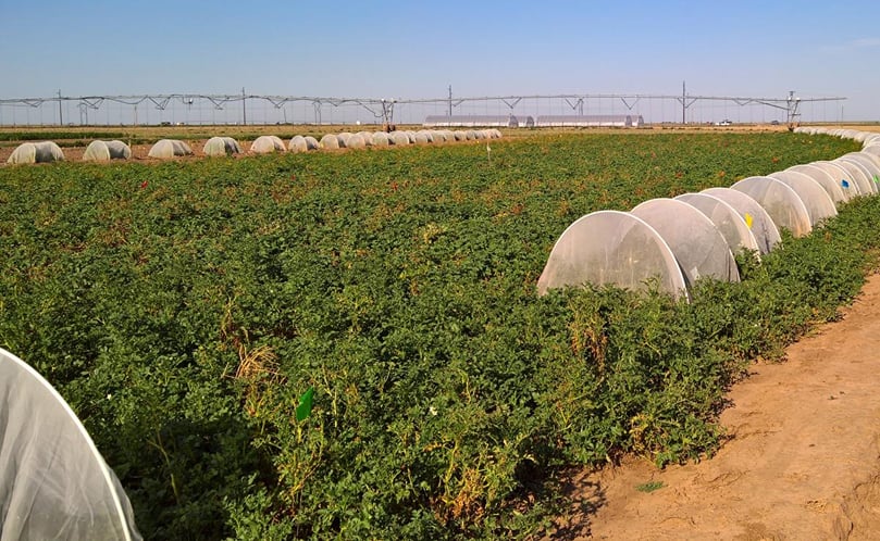 A Texas A&M AgriLife Research study near Bushland tests potato germplasm for resistance to zebra chip disease.
(Texas A&M AgriLife photo by Dr. Fekede Workneh) A Texas A&M AgriLife Research study near Bushland tests potato germplasm for resistance to zebra chip disease.
(Texas A&M AgriLife photo by Dr. Fekede Workneh)