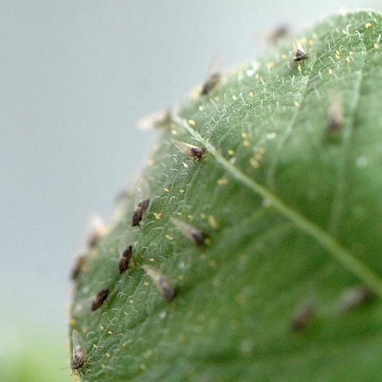 Potato psyllids - spreading the bacterium Candidatus Liberibacter solanacearum causing zebrachip disease from plant to plant - cover the leaf of a potato plant.
(Texas A&M AgriLife photo by Kay Ledbetter)