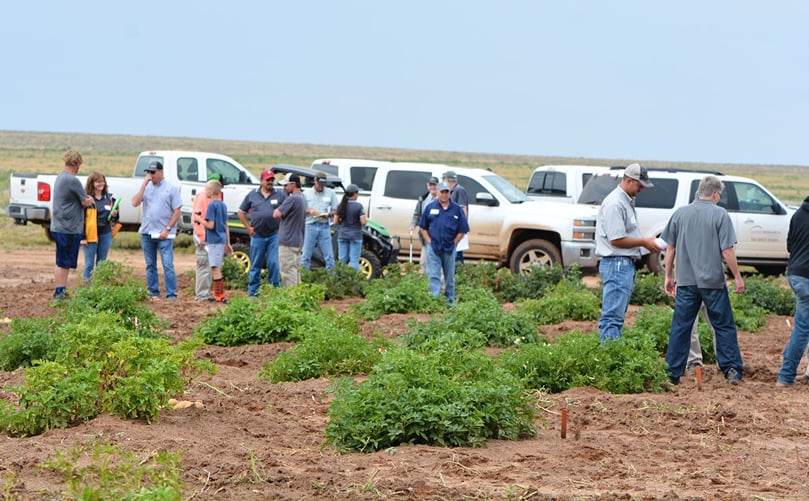About 50 people attended the recent potato field day hosted by the Texas A&M Potato Breeding and Variety Development Program.(Courtesy: Texas A&M AgriLife / Kay Ledbetter) About 50 people attended the recent potato field day hosted by the Texas A&M Potato Breeding and Variety Development Program.(Courtesy: Texas A&M AgriLife / Kay Ledbetter)