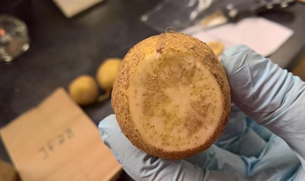 Variety screening reveals potatoes with resistance to zebrachip disease
