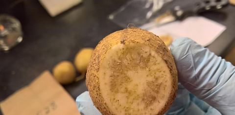 Variety screening reveals potatoes with resistance to zebrachip disease