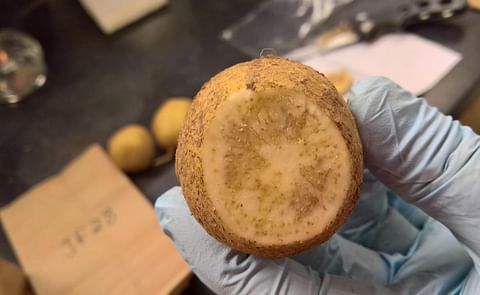 A potato infected with zebra chip presents with dark brown rings that are not harmful to humans, but do cause market losses.
(Texas A&M AgriLife photo by Dr. Fekede Workneh) A potato infected with zebra chip presents with dark brown rings that are not harmful to humans, but do cause market losses.
(Texas A&M AgriLife photo by Dr. Fekede Workneh)