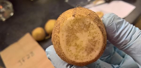 Variety screening reveals potatoes with resistance to zebrachip disease