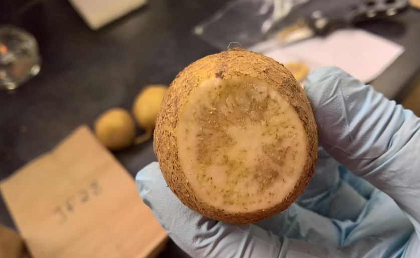 A potato infected with zebra chip presents with dark brown rings that are not harmful to humans, but do cause market losses. 
(Texas A&M AgriLife photo by Dr. Fekede Workneh)