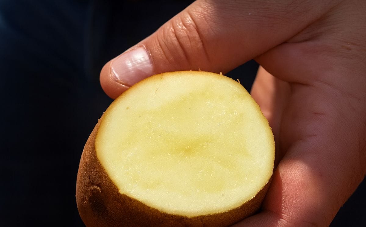 Reveille Russet makes a name for itself in the potato market Reveille Russet makes a name for itself in the potato market