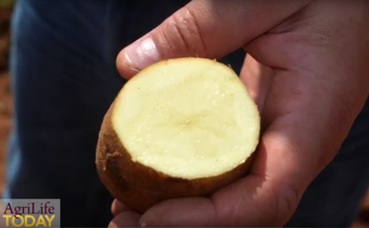 Reveille Russet makes a name for itself in the potato market Reveille Russet makes a name for itself in the potato market