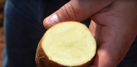 Reveille Russet makes a name for itself in the potato market