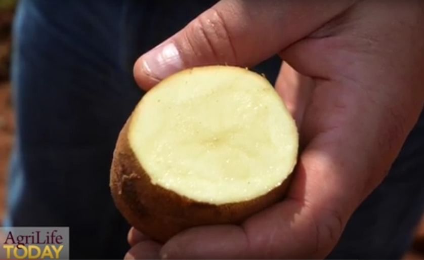 Reveille Russet, a new early potato variety developed by the Texas A&M Potato Breeding and Variety Development Program.