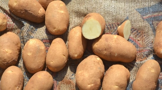 Reveille Russet Reveille Russet