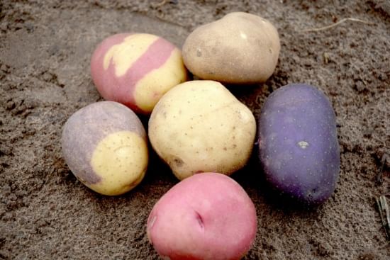 In addition to the traditional russet potato, the Texas A&M Potato Breeding and Variety Development Program led by Dr. Creighton Miller is producing a variety of colored gourmet potatoes