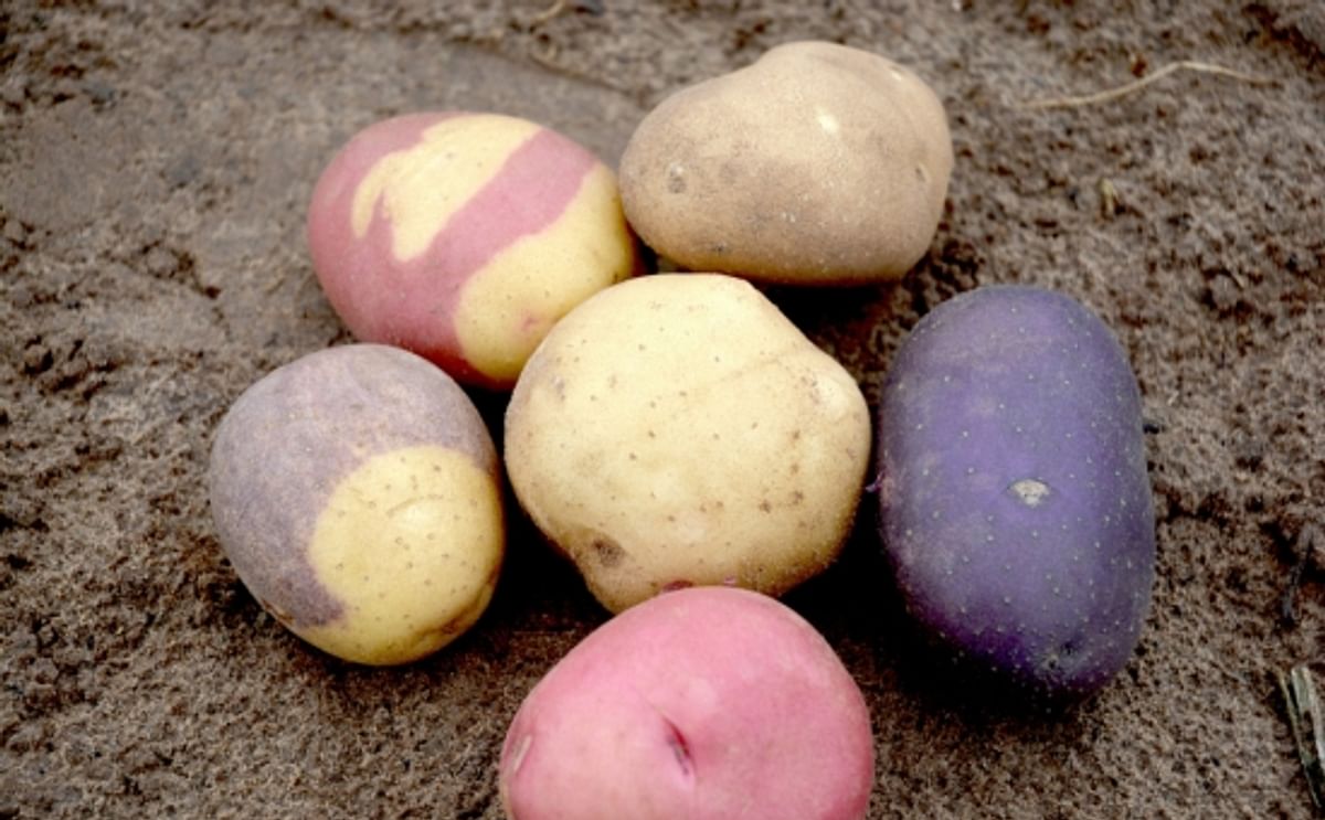 Agrilife Research Putting Designer Potatoes on the Menu to Boost Consumption