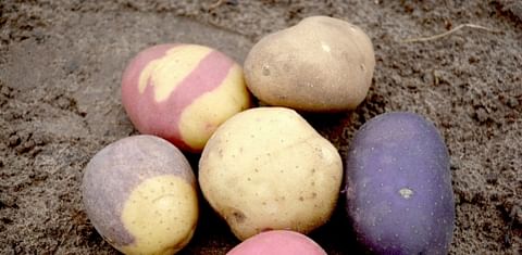 In addition to the traditional russet potato, the Texas A&M Potato Breeding and Variety Development Program led by Dr. Creighton Miller is producing a variety of colored gourmet potatoes