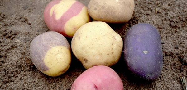In addition to the traditional russet potato, the Texas A&M Potato Breeding and Variety Development Program led by Dr. Creighton Miller is producing a variety of colored gourmet potatoes