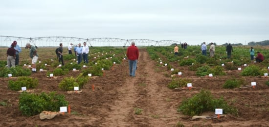 Texas A&M AgriLife Research potato field day. Texas A&M AgriLife Research potato field day.