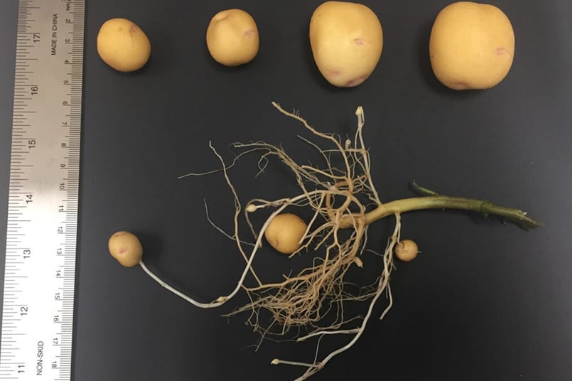 Tubers from one of the edited lines of potatoes in the Texas A&M AgriLife study. If these are put into soil, they will produce a normal potato plant with normal size tubers. Courtesy: Texas A&M AgriLife photo by Stephany Toinga. Tubers from one of the edited lines of potatoes in the Texas A&M AgriLife study. If these are put into soil, they will produce a normal potato plant with normal size tubers. Courtesy: Texas A&M AgriLife photo by Stephany Toinga.